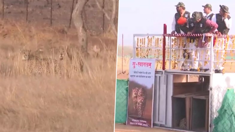MP News: मुख्यमंत्री मोहन यादव ने गांधी सागर वन्यजीव अभयारण्य में छोड़े दो चीते, देखें VIDEO