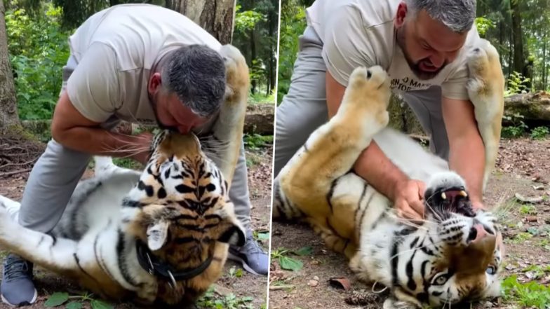Viral Video: खतरनाक बाघ को पकड़कर उसे किस करने लगा शख्स, नजारा देखकर उड़े लोगों के होश