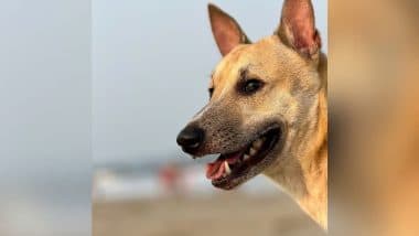 Animal Rights Row: मुंबई में दृष्टिहीन कुत्ते को लिफ्ट में जाने से रोका, सोसायटी के खिलाफ हाईकोर्ट पहुंचा मालिक Animal Rights Row: मुंबई में दृष्टिहीन कुत्ते को लिफ्ट में जाने से रोका, सोसायटी के खिलाफ हाईकोर्ट पहुंचा मालिक