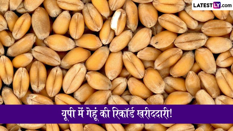 UP Wheat Procurement:  उत्तर प्रदेश में गेहूं की रिकॉर्ड खरीददारी, 27 दिनों में 38,000 किसानों से 2.05 लाख मीट्रिक टन खरीदी गई