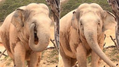 Viral Video: अपनी सूंड से हाथी ने किया कुछ ऐसा, उसकी क्यूट हरकत देख खुश हो जाएगा आपका दिल