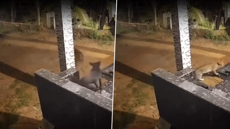 Viral Video: रिहायशी इलाके में शिकार की तलाश में घूम रहा था खूंखार तेंदुआ, हुआ कुछ ऐसा कि खुद ही भागने पर हुआ मजबूर