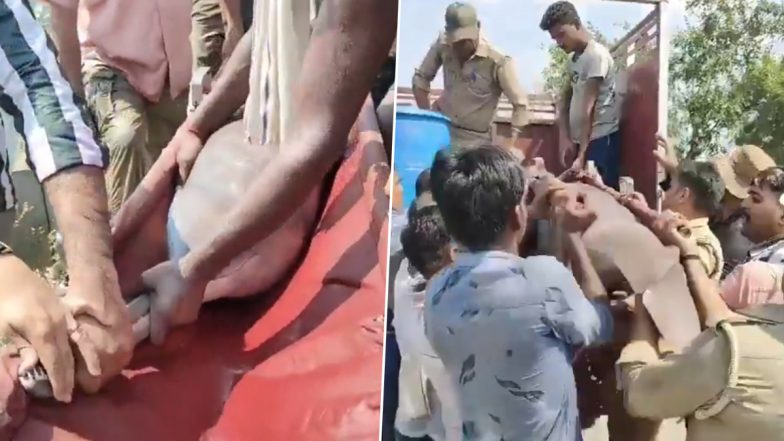 Lucknow Dolphin Rescue: इंदिरा नगर की नहर में 6 डॉल्फिन फंसी, वन विभाग ने रेस्क्यू कर घाघरा नदी में छोड़ा (Watch Video)