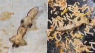 Lizard Found In Chicken Biryani: हैदराबाद के होटल में चिकन बिरयानी में मिली छिपकली, 'मैनेजर ने कहा पक गई है खा लो',- देखें वीडियो