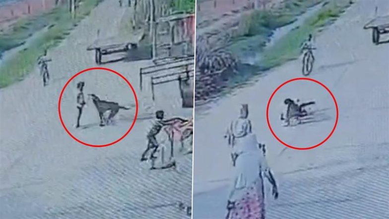 Stray Dog Attacks 8-Year-Old Boy Video: मेरठ में रेबीज से संक्रमित कुत्ते ने 8 वर्षीय बच्चे के काटे होंठ, गुस्साए ग्रामीणों ने कुत्ते को उतारा मौत के घाट