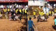 Pudukkottai Jallikattu Event: तमिलनाडु के पुडुकोट्टई जिले के श्री पिडारी अम्मन मंदिर में हुआ जलीकट्टू उत्सव, 300 युवक और 750 बैल कार्यक्रम में पहुंचे (Watch Video)