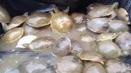 Turtle Smuggling Video: पीलीभीत जिले में वन्यजीवों की तस्करी करनेवालों को धर दबोचा, आरोपियों के पास से 138 कछुए किए बरामद