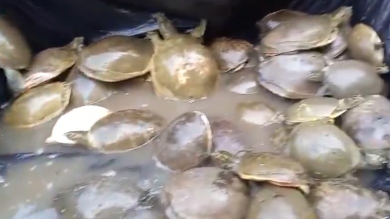 Turtle Smuggling Video: पीलीभीत जिले में वन्यजीवों की तस्करी करनेवालों को धर दबोचा, आरोपियों के पास से 138 कछुए किए बरामद