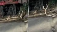 Snake Mating Dance: नागपुर के वाठोडा में दो सांप संभोग करते हुए कैमरे में कैद, वीडियो देख स्थानीय लोग हैरान