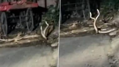 Snake Mating Dance: नागपुर के वाठोडा में दो सांप संभोग करते हुए कैमरे में कैद, वीडियो देख स्थानीय लोग हैरान