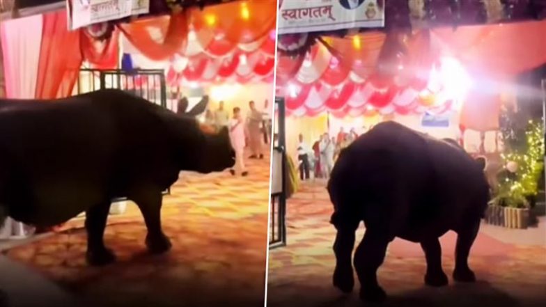 Rhino Walks Into Wedding Venue: नेपाल के चितवन में शादी समारोह स्थल में घुसा गैंडा, वीडियो वायरल