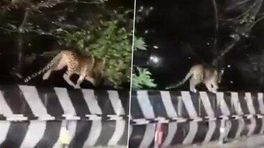 Leopard Spotted in Tirumala: तीर्थयात्रियों ने आंध्र प्रदेश में घाट रोड के पास तेंदुए को घूमते देखा, वीडियो वायरल