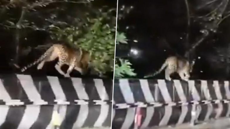 Leopard Spotted in Tirumala: तीर्थयात्रियों ने आंध्र प्रदेश में घाट रोड के पास तेंदुए को घूमते देखा, वीडियो वायरल