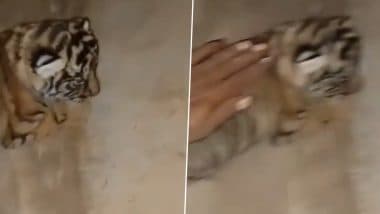 Men Walking In Front Of Tiger: राजस्थान के रणथंभौर नेशनल पार्क में बाघ के सामने चलने और शावक को सहलाने वाले पुरुष का वीडियो वायरल
