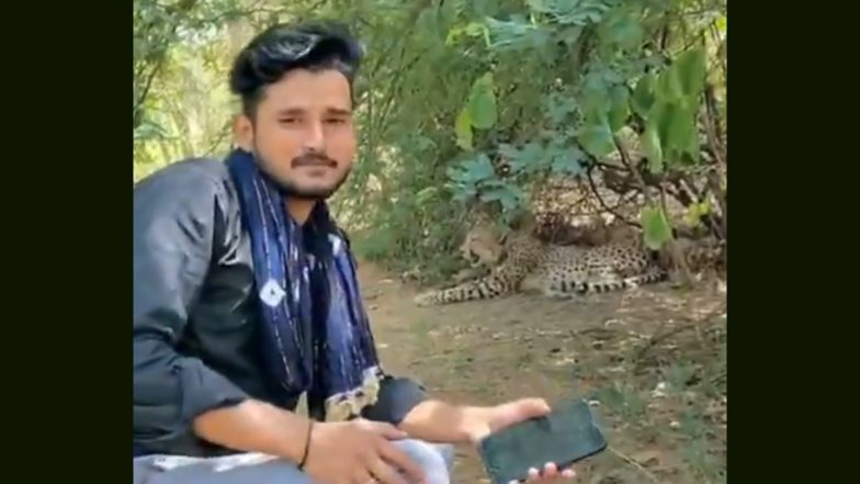 Selfie With Cheetah Jwala: एमपी के श्योपुर में एक व्यक्ति ने मादा चीता ज्वाला और उसके बच्चों के साथ ली सेल्फी, वीडियो वायरल