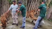Tiger Attack Caught on Camera: थाईलैंड के पार्क में बाघ के साथ सेल्फी लेना शख्स को पड़ा भारी, टाइगर ने युवक को नोचा- देखें वीडियो