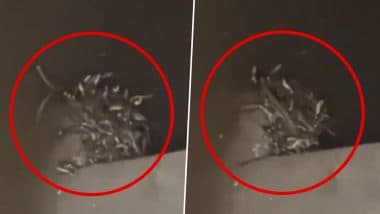 Maharajganj Shocker: शौचालय की टंकी से निकले सैकड़ों जहरीले सांप, पूरे गांव में फैली दहशत; मच्छरदानी की मदद से किया गया रेस्क्यू (Watch Video)