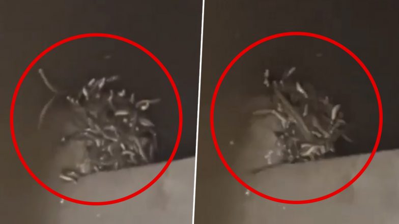 Maharajganj Shocker: शौचालय की टंकी से निकले सैकड़ों जहरीले सांप, पूरे गांव में फैली दहशत; मच्छरदानी की मदद से किया गया रेस्क्यू (Watch Video)
