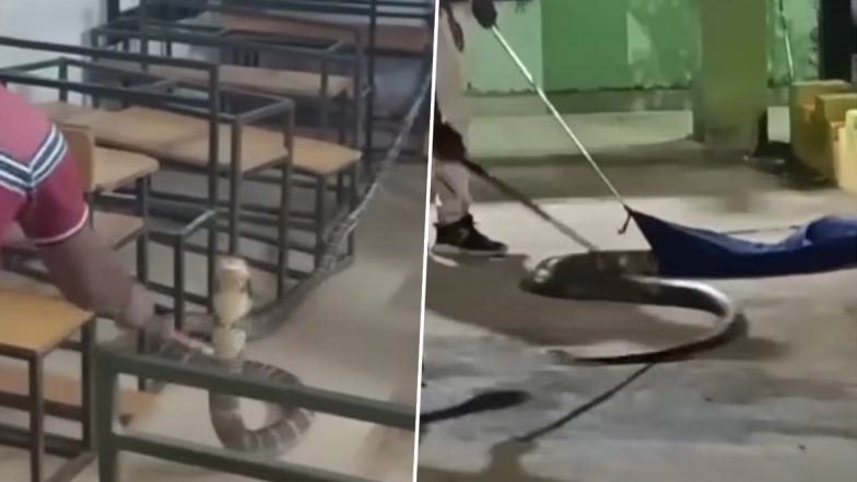 Viral Video: ओड़िशा के गजपति जिले की स्कूल के क्लासरूम में बैठा था 13 फीट का विशालकाय किंग कोबरा, देखने के बाद लोगों के उड़े होश, वीडियो वायरल