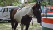 Horse Arrested: शराब की स्मगलिंग करते हुए घोड़े को ही कर लिया गिरफ्तार, बिहार के बेतिया पुलिस के अनोखे कारनामे से लोग हैरान (Watch Video)