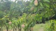 Sindoor Mango in Bhagalpur: भागलपुर जिले में मैंगो मैन अशोक चौधरी ने आम की नई किस्म का नाम रखा 'सिंदूर' (Watch Video)