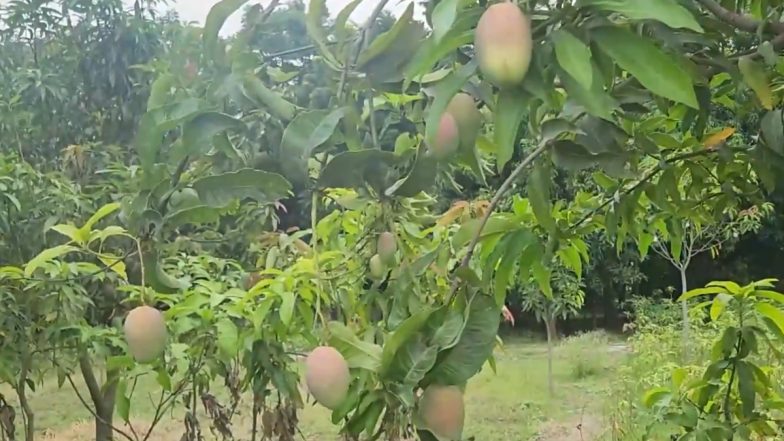 Sindoor Mango in Bhagalpur: भागलपुर जिले में मैंगो मैन अशोक चौधरी ने आम की नई किस्म का नाम रखा 'सिंदूर' (Watch Video)