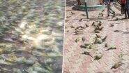 VIDEO: बारिश और तेज आंधी ने ली 100 से ज्यादा तोतों की जान, सड़क पर बिखरे हुए दिखाई दिए मृत पक्षी, झांसी जिले का वीडियो आया सामने