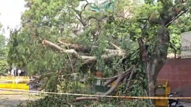 Greater Noida: एनटीपीसी टाउनशिप में तूफान के दौरान पेड़ उखड़ने से शिक्षक की मौत, देखें डिस्टर्बिंग वीडियो