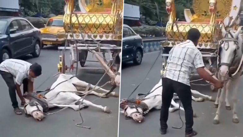 Exhausted Horse Collapses: कोलकाता की गर्मी में घोड़ा बेहोश होकर गिरा, गाड़ीवान ने उसे पीटा, वीडियो वायरल होने के बाद पुलिस ने की कार्रवाई