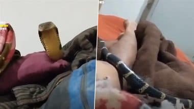 Uttarakhand Shocker: बेड के ऊपर से निकला किंग कोबरा, शांत होकर मुस्कराता रहा शख्स; कैमरे में कैद हुआ होश उड़ाने वाला VIDEO
