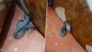 Nagpur Snake Rescue: तकिए के कवर में छिपा था 'कोबरा', फुफकार सुनकर उड़ गए घरवालों के होश; VIDEO वायरल