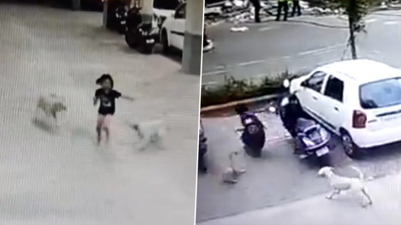 Pune Dog Attack: आवारा कुत्तों के हमले से लोग हुए परेशान, पुणे जिले के पार्क इन्फिनिया सोसाइटी के नागरिकों ने लगाई PMC से मदद की गुहार (Watch Video)