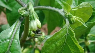Las abejas sin trucos aumentan la agricultura y los ingresos de los agricultores Las abejas sin trucos aumentan la agricultura y los ingresos de los agricultores