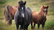 Death of Horses in Jabalpur: हैदराबाद से लाए गए 57 में से 8 घोड़ों की मौत, जानलेवा वायरस का संदेह, स्वास्थ विभाग ने शुरू की जांच