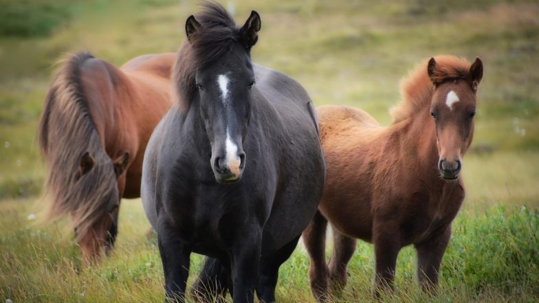 Death of Horses in Jabalpur: हैदराबाद से लाए गए 57 में से 8 घोड़ों की मौत, जानलेवा वायरस का संदेह, स्वास्थ विभाग ने शुरू की जांच
