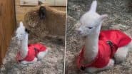 Alpaca Viral Video: नवजात अल्पाका को गर्व से चूमती दिखी उसकी मां, दोनों के प्यार भरे बंधन को देख भावुक हुए लोग