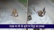 Leopard Attack Video: उत्तराखंड के हरिद्वार में तेंदुए ने कुत्ते पर किया हमला, झुंड में आए कुत्तों ने खदेड़ा