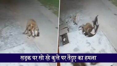 Leopard Attack Video: उत्तराखंड के हरिद्वार में तेंदुए ने कुत्ते पर किया हमला, झुंड में आए कुत्तों ने खदेड़ा