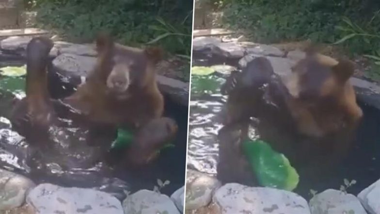 Viral Video: घर के बैकयार्ड में बने तालाब के भीतर मजे से नहाने लगा भालू, सिक्योरिटी फुटेज में दिखा हैरान करने वाला नजारा