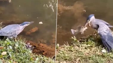 Viral Video: चालाकी दिखाते हुए पक्षी ने पल भर में बना लिया मछली को अपना शिकार, तमाशा देखता रह गया कछुआ
