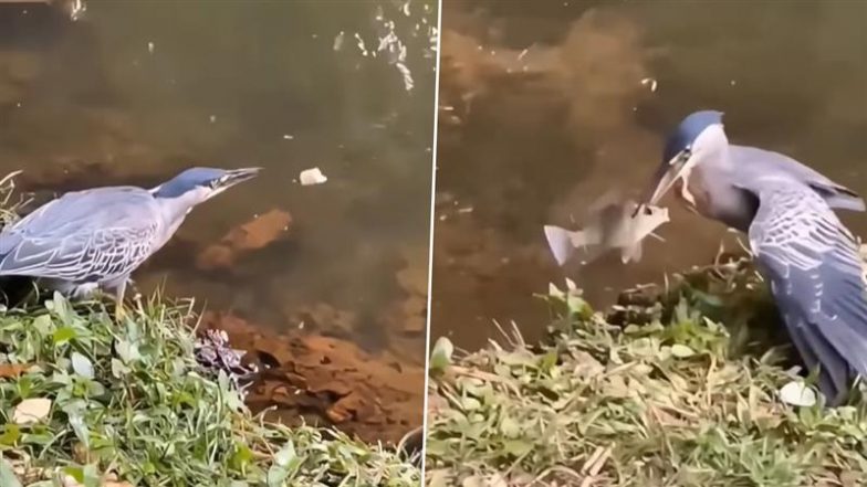 Viral Video: चालाकी दिखाते हुए पक्षी ने पल भर में बना लिया मछली को अपना शिकार, तमाशा देखता रह गया कछुआ