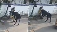 बच्चे को बचाने के लिए सांड से भिड़ गई मां, जानवर ने हवा में उछालकर महिला को पटका और फिर... (Watch Viral Video)