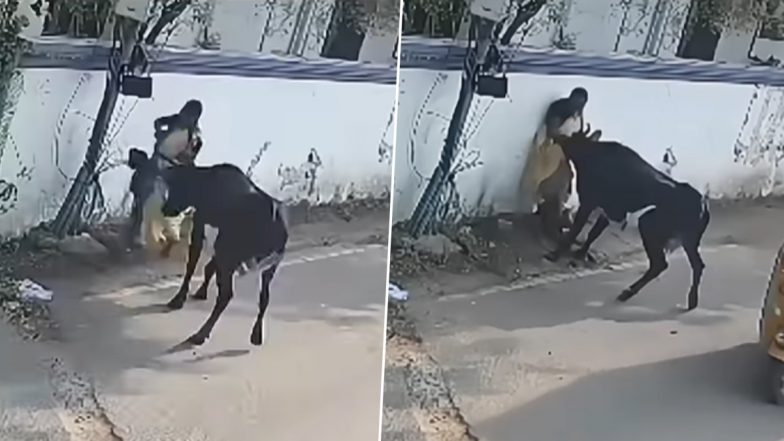 बच्चे को बचाने के लिए सांड से भिड़ गई मां, जानवर ने हवा में उछालकर महिला को पटका और फिर... (Watch Viral Video)