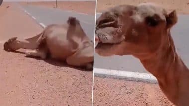 Viral Video: रेगिस्तान में सड़क किनारे प्यास से तड़पता दिखा ऊंट, शख्स ने जानवर को पानी पिलाकर पेश की इंसानियत की मिसाल