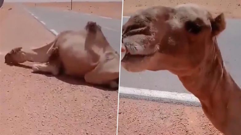 Viral Video: रेगिस्तान में सड़क किनारे प्यास से तड़पता दिखा ऊंट, शख्स ने जानवर को पानी पिलाकर पेश की इंसानियत की मिसाल