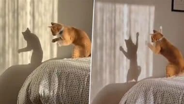 Viral Video: अपनी परछाई के साथ मजे से खेलती दिखी बिल्ली, उसकी शरारतें देख आप भी कहेंगे ‘सो क्यूट’