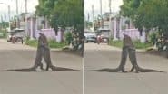 Viral Video: जब बीच सड़क पर एक-दूसरे के सामने आईं दो विशालकाय छिपकलियां, फिर जो हुआ… आप भी देखें