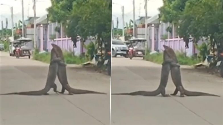 Viral Video: जब बीच सड़क पर एक-दूसरे के सामने आईं दो विशालकाय छिपकलियां, फिर जो हुआ&hellip; आप भी देखें