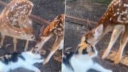 आराम फरमाती बिल्ली मौसी पर प्यार लुटाने लगे दो नन्हे हिरण, Viral Video देख आप हार जाएंगे अपना दिल