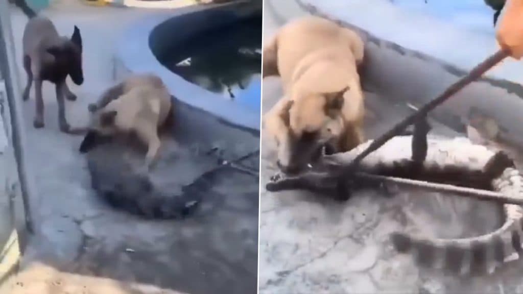 मगरमच्छ को गली के आवारा कुत्ते ने दे दी पटखनी, शिकारी को पल भर में सिखाया सबक (Watch Viral Video)